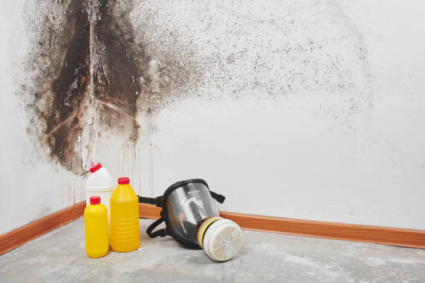 Best Mold Testing and Removal  in Franklin Farm, VA