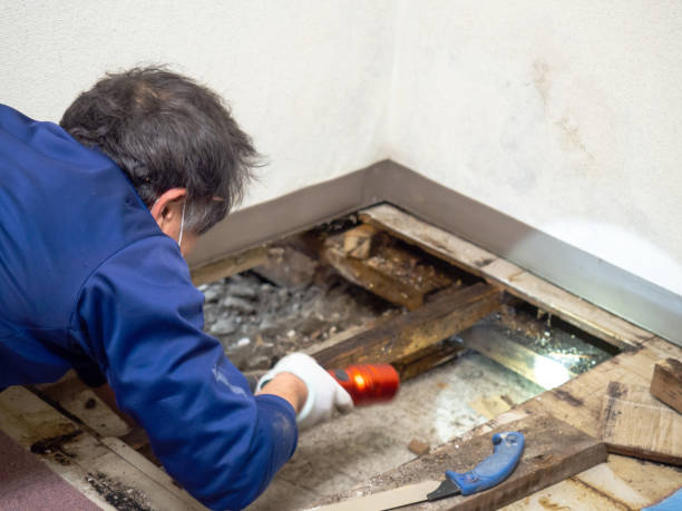 Best Local Mold Removal Service  in Franklin Farm, VA