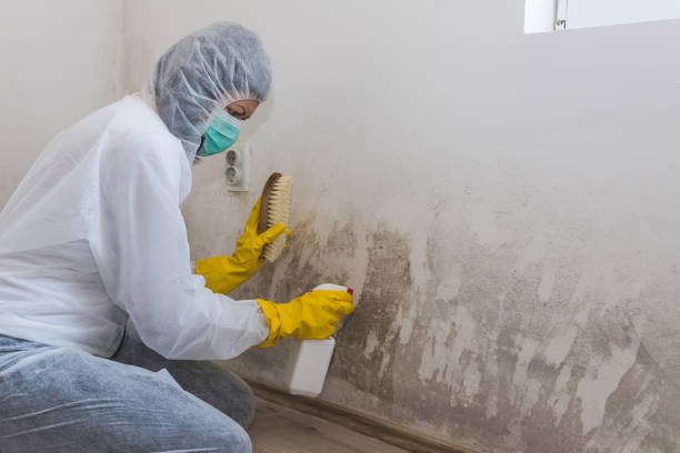 Mold Removal Process in Franklin Farm, VA