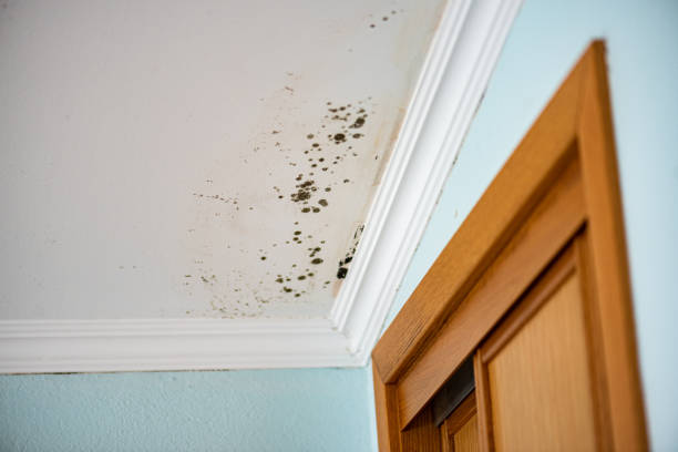 Best Crawl Space Mold Removal  in Franklin Farm, VA
