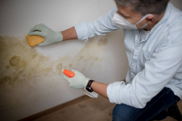 Best Water Damage Restoration  in Franklin Farm, VA