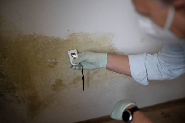 Trusted Franklin Farm, VA Mold Removal Experts