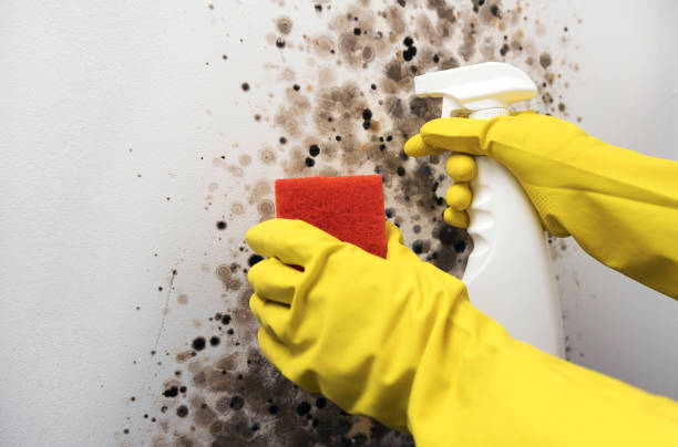 Best Home Mold Removal  in Franklin Farm, VA