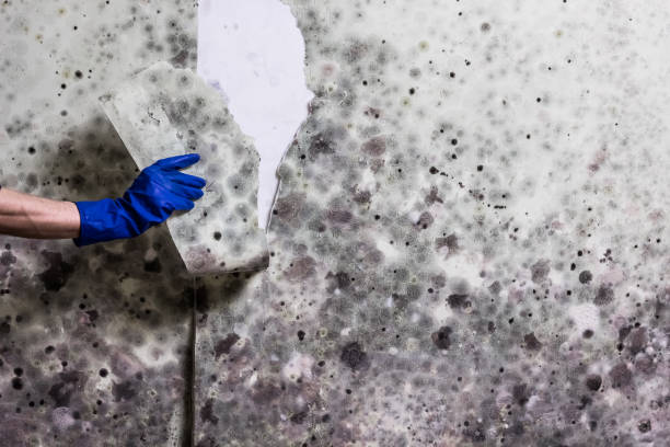 Best Mold Removal Process  in Franklin Farm, VA