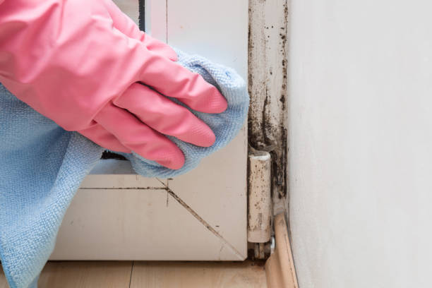 Best Crawl Space Mold Removal  in Franklin Farm, VA