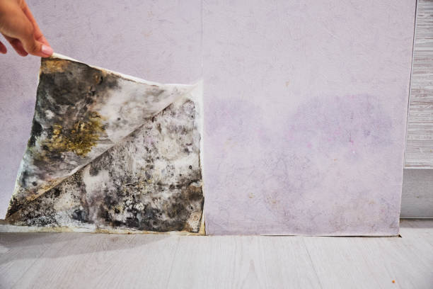 Best Professional Mold Removal  in Franklin Farm, VA